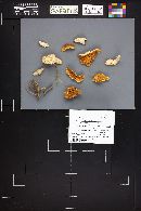 Tyromyces leucospongia image
