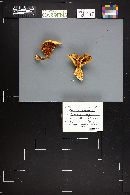 Cortinarius metarius image