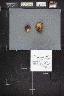 Russula rhodopoda image