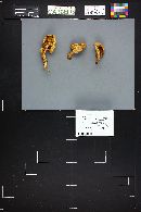 Tricholomopsis sulfureoides image
