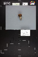 Cortinarius distans image