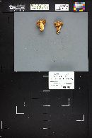 Tricholoma zelleri image