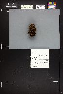 Baeospora myosura image