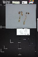 Mycena maculata image