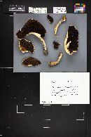 Agaricus bernardii image