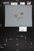Cortinarius gentilis image
