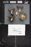 Russula pseudo-olivascens image