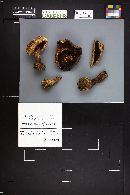 Agaricus amicosus image