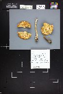Amanita populiphila image
