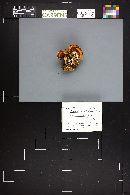 Cortinarius albobrunnoides image