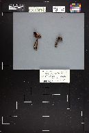 Cortinarius rigidipes image