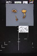 Agaricus albolutescens image