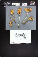Amanita populiphila image