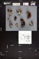 Cortinarius subpulchrifolius image