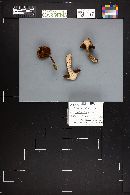 Cortinarius purpureus image