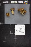 Boletus porosporus image