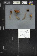 Boletus dryophilus image