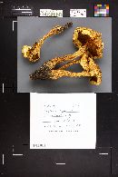 Pholiota squarrosa image