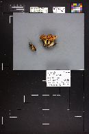 Pholiota lubrica image
