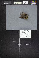 Scutellinia subhirtella image