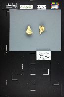 Chlorophyllum agaricoides image
