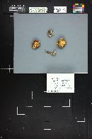 Lepiota roseolivida image