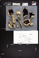 Agaricus pilosporus image