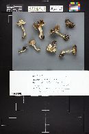 Tricholoma atroviolaceum image