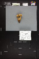 Tricholoma venenatum image