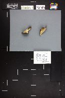 Hohenbuehelia petaloides image