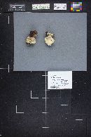 Boletus mottiae image