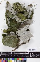 Septobasidium fumigatum image
