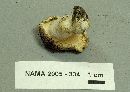 Russula mariae image