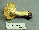 Image of Cantharellus chicagoensis