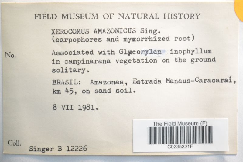 Xerocomus amazonicus image