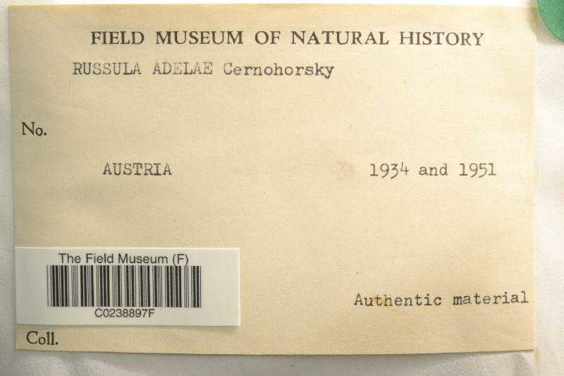 Russula adelae image