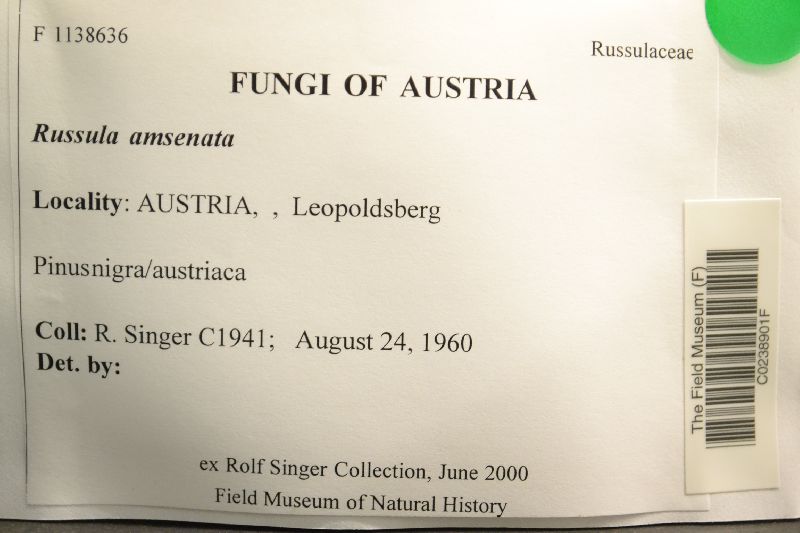 Russula amoenata image