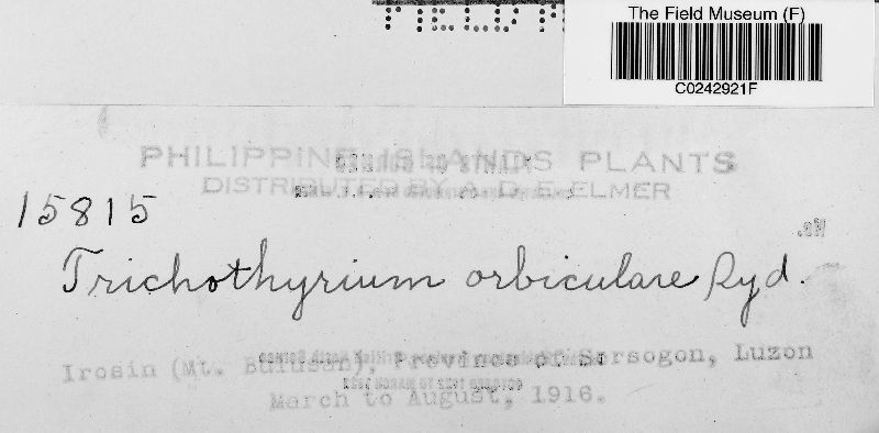 Trichothyrium orbiculare image