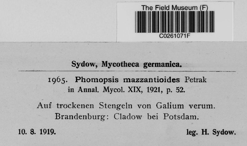 Phomopsis mazzantioides image