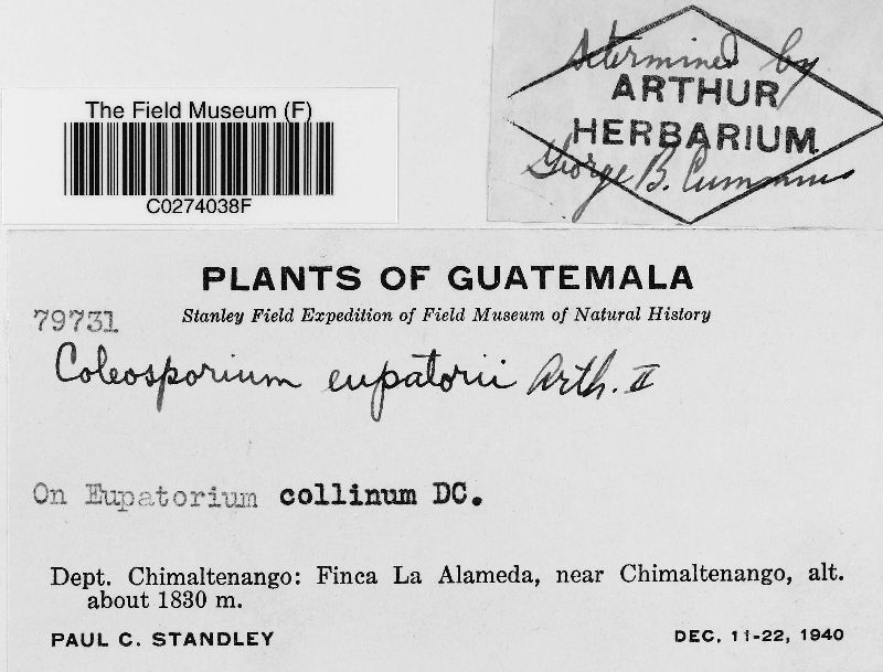 Coleosporium eupatorii image