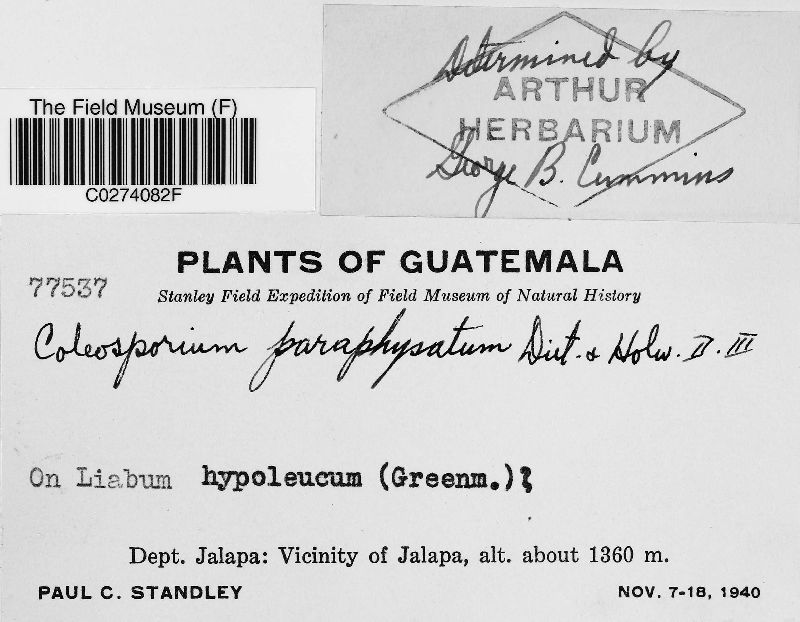 Coleosporium paraphysatum image