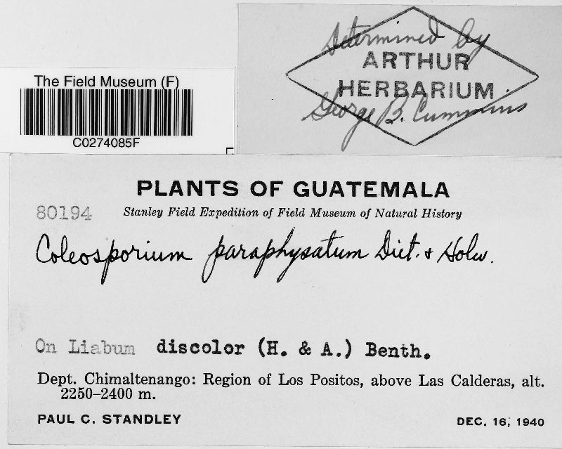 Coleosporium paraphysatum image