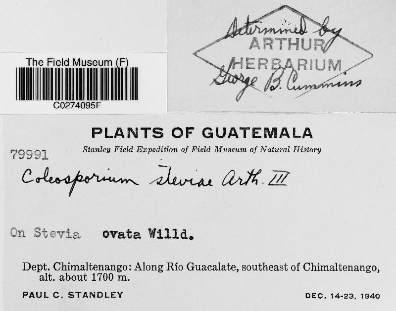 Coleosporium steviae image