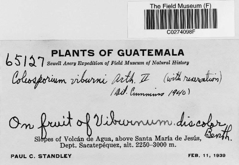 Coleosporium viburni image