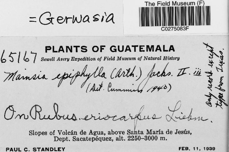 Gerwasia epiphylla image