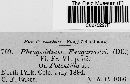Image of Phragmidium obtusum