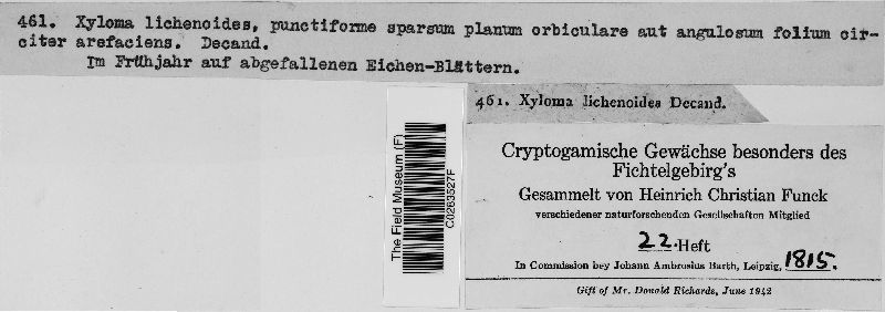 Xyloma lichenoides image
