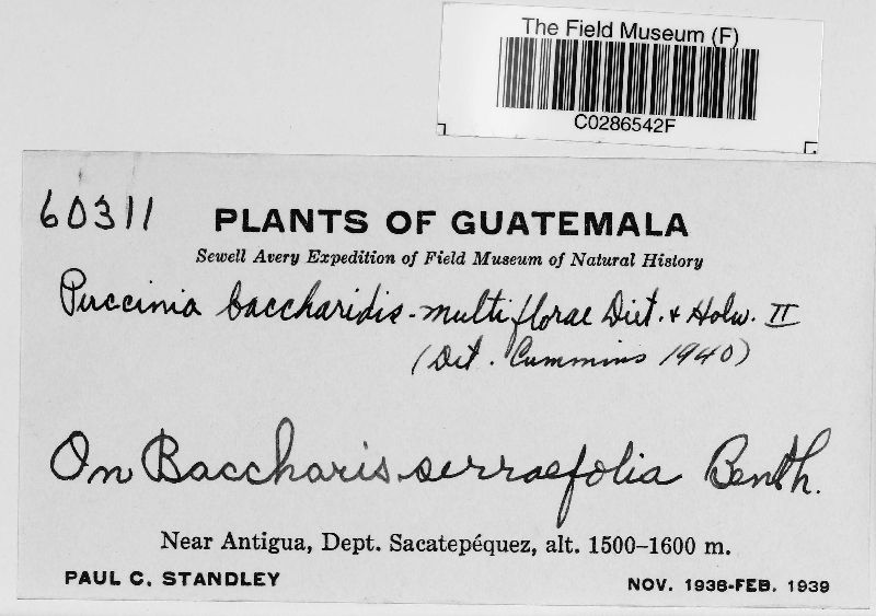 Puccinia baccharidis-multiflorae image