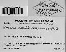 Puccinia delicatula image