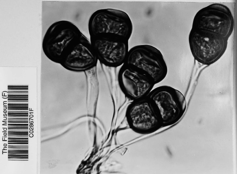 Puccinia enceliae image